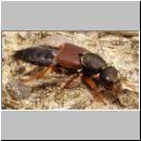 Staphylinus dimidiaticornis - Kurzfluegler 04 19mm.jpg